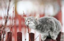 5 березня на Закарпатті буде 17° 