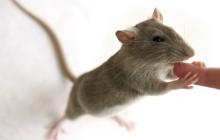 Пацюки є переносниками небезпечних хвороб 