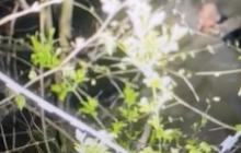 Скрін з відео прикордонників 