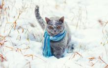 17 січня на Закарпатті прогнозують опади снігу, а в горах і ожеледь 