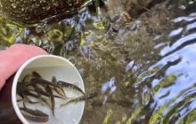 Мальки форелі, випущені в ріку Шипіт на Перечинщині 