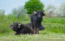 За допомогою буйволів у заповіднику збираються приваблювати мандрівників 