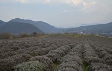 Лавандова гора біля Перечина