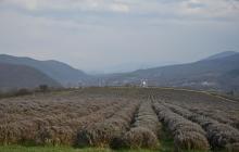 Лавандова гора