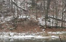 Берег річки біля лісу