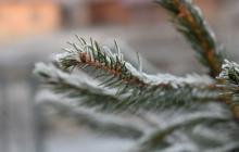 Ялинка, сніг