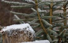 Сніг, гілка ялинки