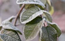 Мороз на рослині