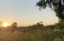 Пейзаж заходу сонця серед різнотравʼя.