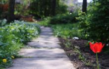 Доріжка, подвір'я, тюльпан