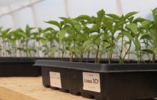 Сорт перцю "Слава ЗСУ"