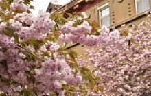 Сакура, Ужгород