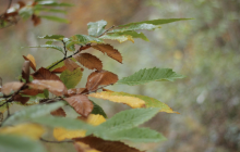 Осінь, листя