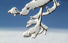 Сніг на гілці