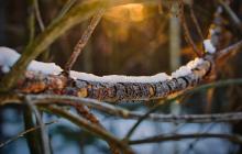 Гілка у сніг