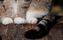 Лапки кота