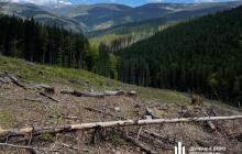 Місця незаконних рубок