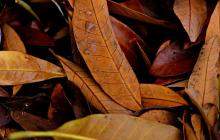 Осіння листя