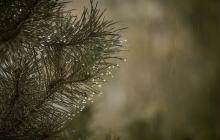 Гілка дерева в дощ