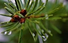 Ялинка, дощ, краплі на гілці