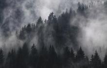 Ліс, туман