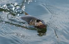 Риба на гачку