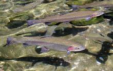 Форель у річці