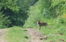 Дика лисиця