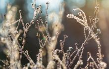 Іній на траві