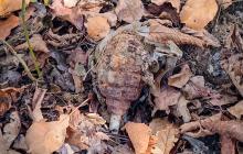 Знайдена граната в лісі