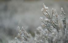 Іній на рослині