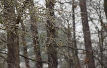 Мороз, дерево, гілки