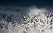 Мороз, трава