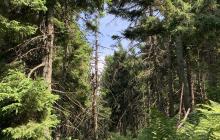 Пейзаж карпатського лісу