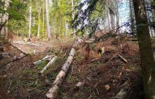 Зрубані дерева