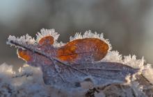 Мороз, листок