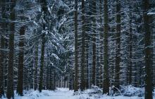 Зимовий ліс