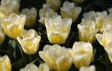 Тюльпани