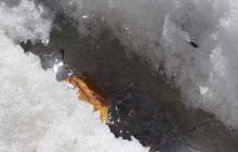 Танення снігу