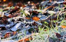 Осіннє листя та іній