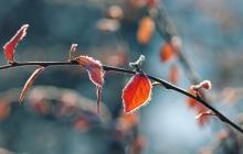 Гілка на морозі