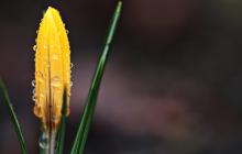 Жовтий шафран