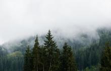Ліс