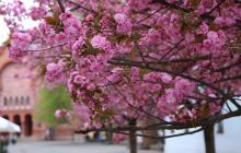 Сакури, Ужгород