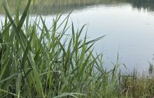 Водойма, берег, очерет