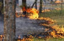 Загоряння у лісі