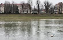 Ужгород, річка Уж, качки