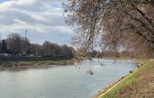 Ужгород, набережна, річка Уж, дерево