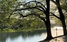 Дерева, Ужгород