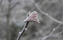 Заморозки